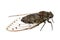 Cicada, Giant cicada isolated on white background
