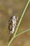 Cicada on grass