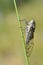 Cicada on grass seen from profile