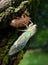 Cicada with green wings