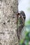 Cicada holding on a tree