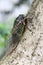 Cicada holding on a tree