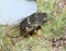 A Cicada Insect on a Cholla Cactus