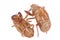 Cicada Insect Exoskeleton