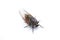 Cicada, insect, isolated white background, cryptotympana atrata