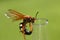 Cicada killer (Wasp)