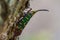 Cicada or Lanternfly Saiva gemmata