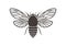 Cicada logo. Isolated cicada on white background