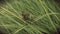 Cicada in long grass