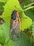 Cicada Lounging on Leaf