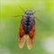 Cicada in morning summer heat. Kanazawa, Ishikawa Prefecture, Japan