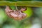 Cicada moult