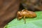 Cicada moulting