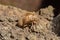 Cicada nymph pupa shell. Empty shell of cicada nymph