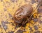 Cicada nymph shell exuvum. Periodical cicada emergence. Metamorphosis Nymphs exoskeleton. Larva hatch shell.