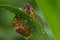 Cicada with Nymphal Skin