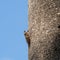 Cicada orni on pole, well camouflaged. Italy. Blue sky behind.