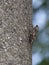 Cicada orni on pole, well camouflaged. Italy. Woodland habitat.