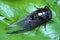 Cicada over green leaf