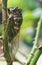 Cicada perched on tree rose in japanese garden