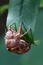 A cicada pupa on a green leaf