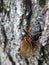 Cicada resting on the side of a large maple tree