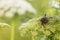 Cicada resting on wild carrot flower head