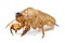 Cicada`s golden shell