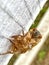 Cicada Says Hello