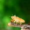 Cicada shedding its shell