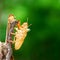 Cicada shedding its shell