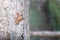 A Cicada shell hang on tree trunk