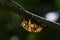 Cicada shell hang on twig