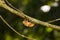 Cicada shell hang on twig