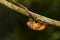 Cicada shell hang on twig