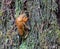 Cicada shell on Kaitoke Hot Springs Track