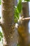 Cicada sit on tree branch