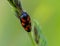 Cicada sits on a blade of grass