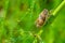 Cicada sits on a branch on a green background