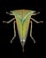 Cicada Stictocephala bisonia