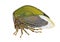 Cicada Stictocephala bisonia