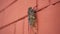 Cicada Summer insect closeup shot cling still on brick wall