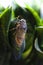 Cicada take a rest on a leaf