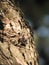 Cicada on a tree bark