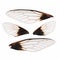 Cicada wings isolated