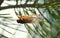 A cicadas hanging on the leaves of a tree