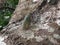 a cicadas perched on a tree