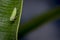 Cicadella viridis bug on a leaf