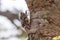 Cicadia On Acacia Tree Bark