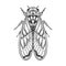 Cicadidae insect sketch vector illustration